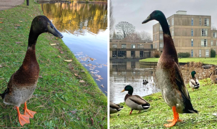 People Are Having A Hard Time Believing This Super Tall Duck Is Real
