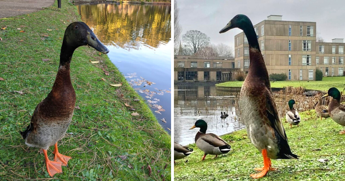 People Are Having A Hard Time Believing This Super Tall Duck Is Real