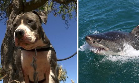 Pitbull Fights Off a 6-Foot Shark to Rescue his Owner