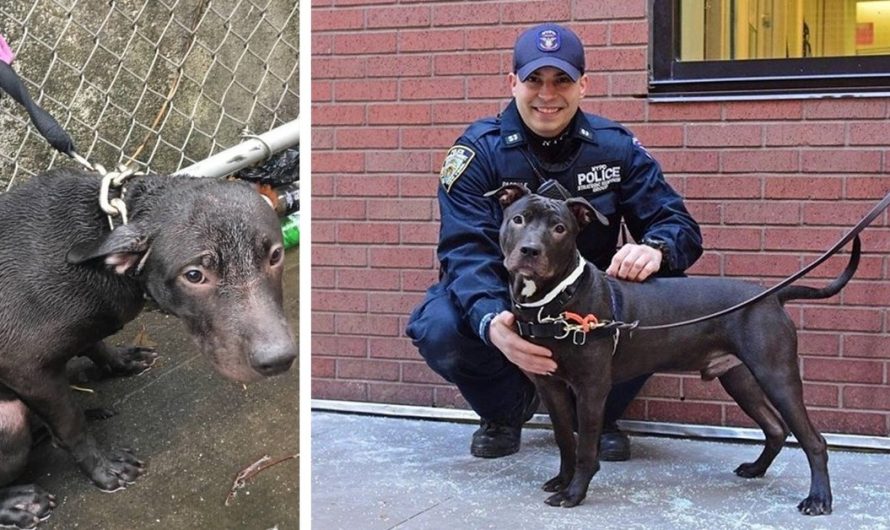 Policeman adopts abandoned Dog he saved in the rain