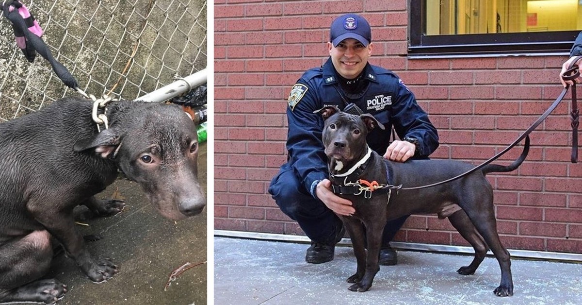 Policeman adopts abandoned Dog he saved in the rain