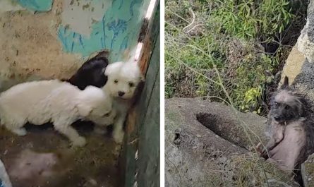Puppies On A Mountain Top Can Not Find Their Mother Who's Clinging To The Ledge