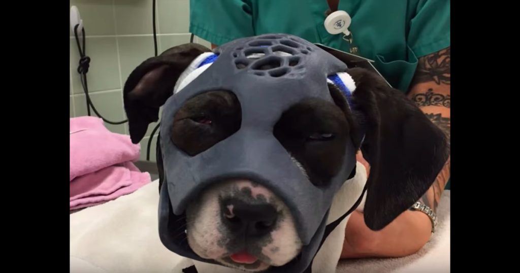 Puppy Mauled in Dog Fight Gets First Ever 3D-Printed Mask to Help Save Her Life