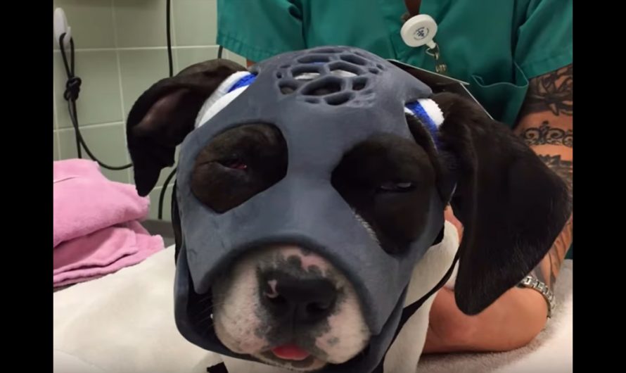 Puppy Mauled in Dog Fight Gets First Ever 3D-Printed Mask to Help Save Her Life