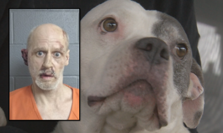 Rescue pit bull helped rescue his own family until police showed up
