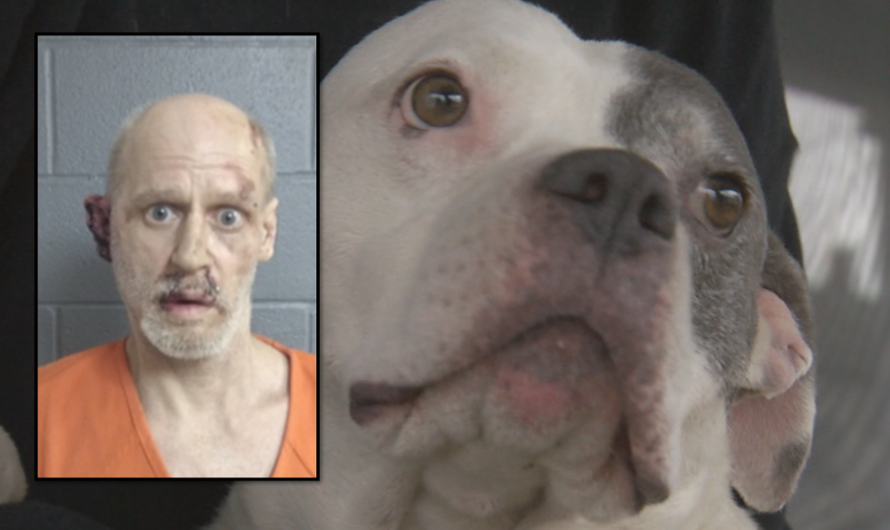 Rescue pit bull  helped rescue his own family until police showed up