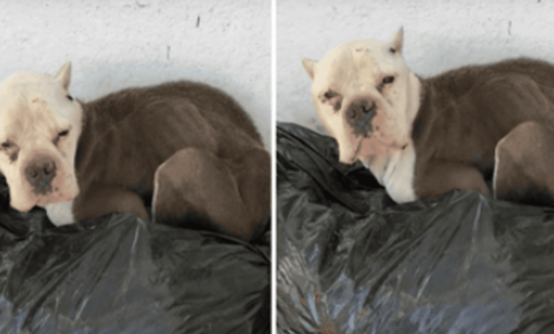 Sad Pit Bull Tucked Herself Near Someone's Porch Wishing to Get A Meal And He Does Not Understand Why No One Cares