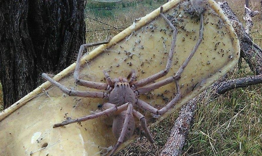 Saved Spider Is The Size Of A Pug