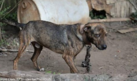 Scarred Dogs Wag Their Tails As They Are Saved From Dogfighting Operation In North Carolina