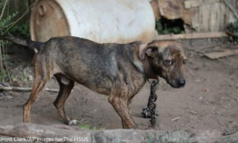 Scarred Dogs Wag Their Tails As They Are Saved From Dogfighting Operation In North Carolina