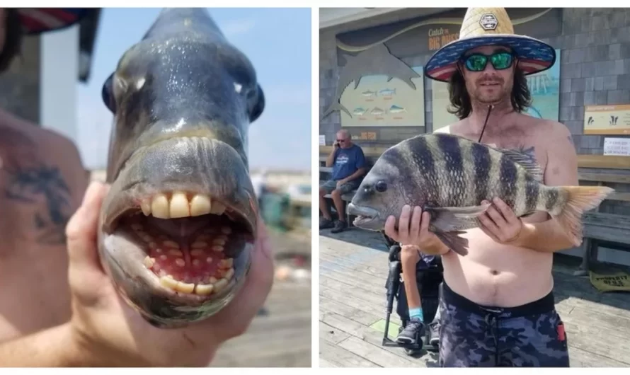 Sheepshead Fish With Human-Like Teeth Plucked From North Carolina Coastline