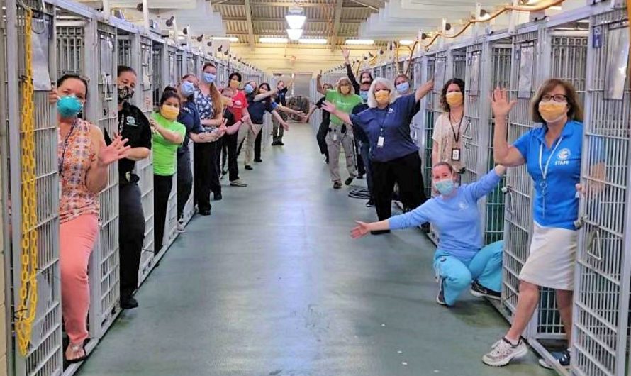 Shelter Celebrates Clear Kennel For The First Time Ever Before