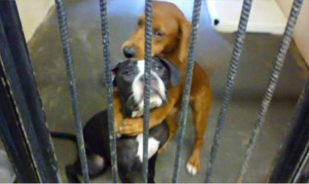 Shelter Dog Hugs Her Friend So Tight Hours Before Euthanasia And Saves Their Lives