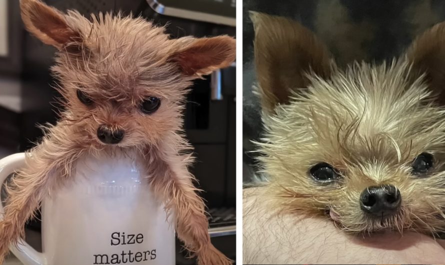 Small Dog Was Given 6 Months To Live, However 8 Years Later She Barks Like A Duck