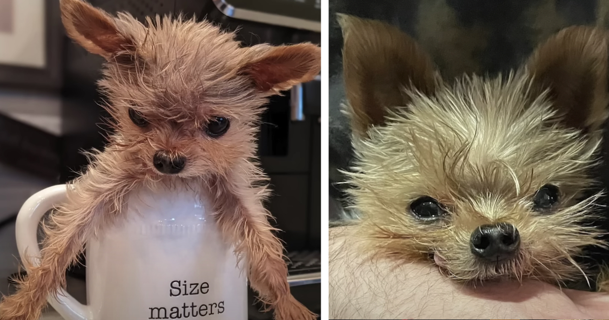 Small Dog Was Given 6 Months To Live, However 8 Years Later She Barks Like A Duck
