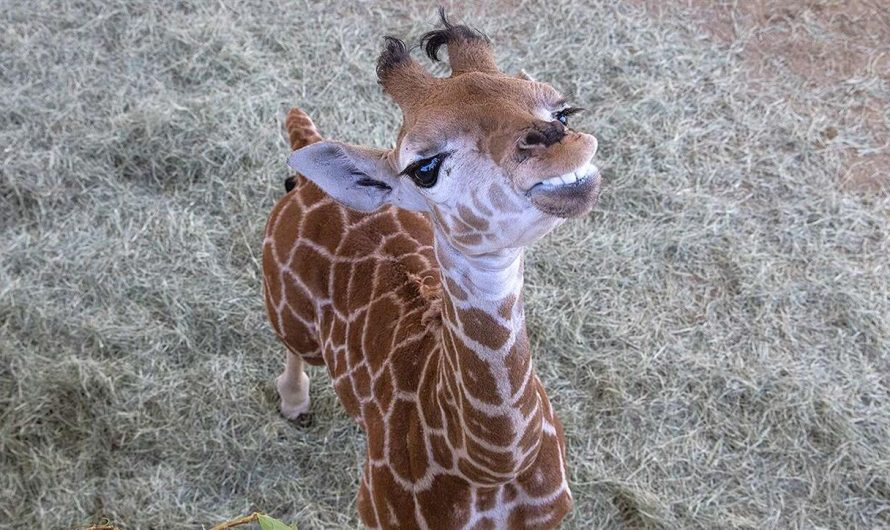 Giraffe calf walking with confidence after leg brace therapy at the “San Diego Zoo Safari Park”