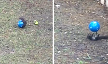 Squirrel Locates A Toy In The Backyard And Chooses To Have A Ball