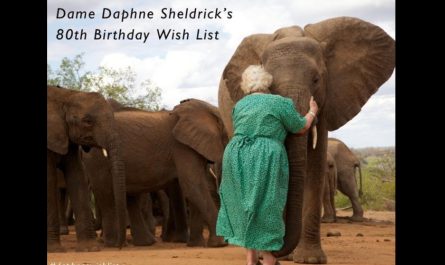 Story Of A Kind Lady Who Rescued Many Elephants Who Lost Parents To Ivory Trade