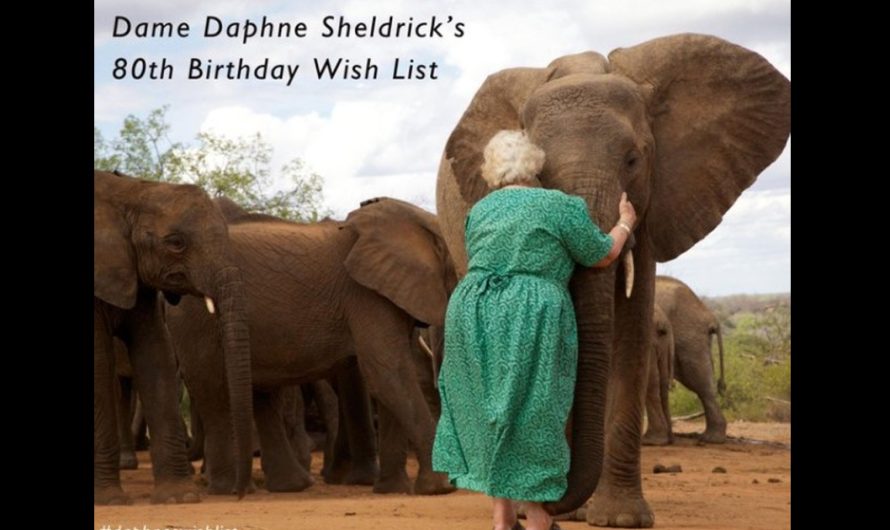 Story Of A Kind Lady Who Rescued Many Elephants Who Lost Parents To Ivory Trade