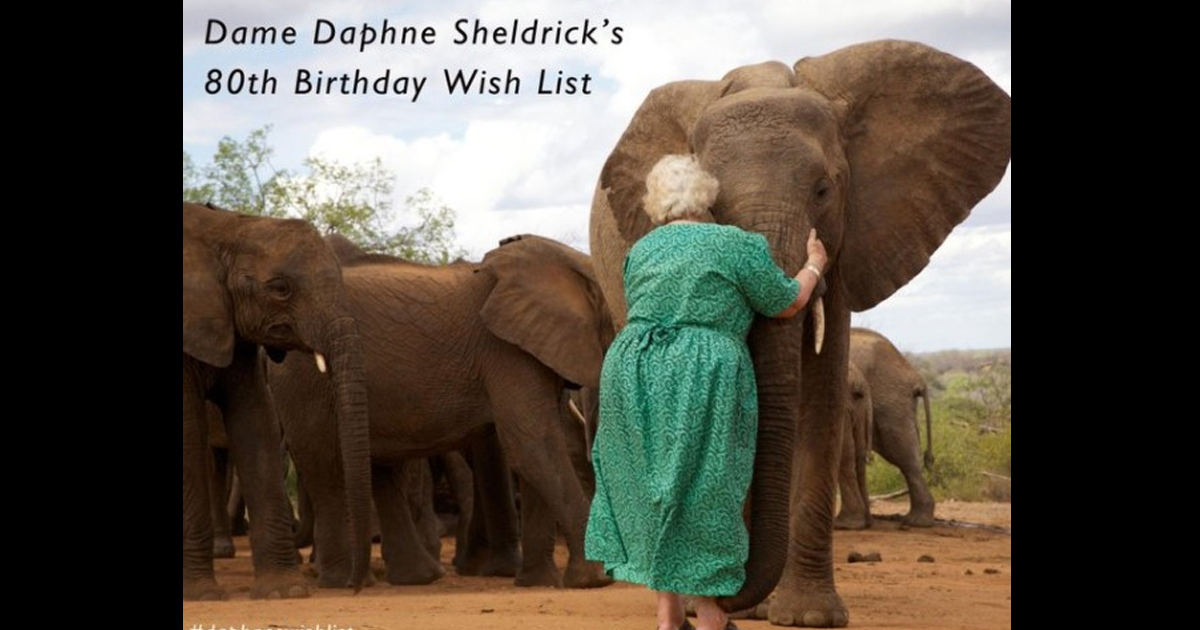 Story Of A Kind Lady Who Rescued Many Elephants Who Lost Parents To Ivory Trade