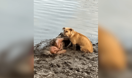 Stray Dog Finds And Secures Blind Elderly Woman By The River