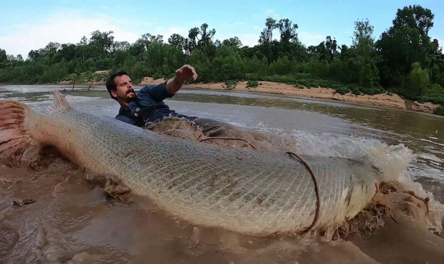 Sugar Land man catches Huge alligator gar behemoth 300 pound in Houston bayou