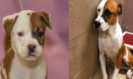 Sweetest Dog Went Back To Shelter Where She Was Adopted As A Puppy & She Is Sad