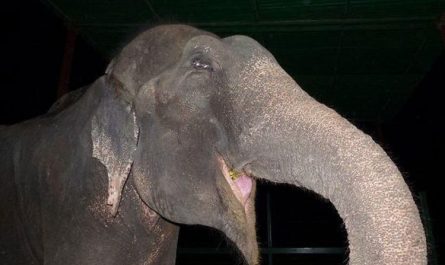 The Elephant Regained His Freedom After fifty years Of Suffering
