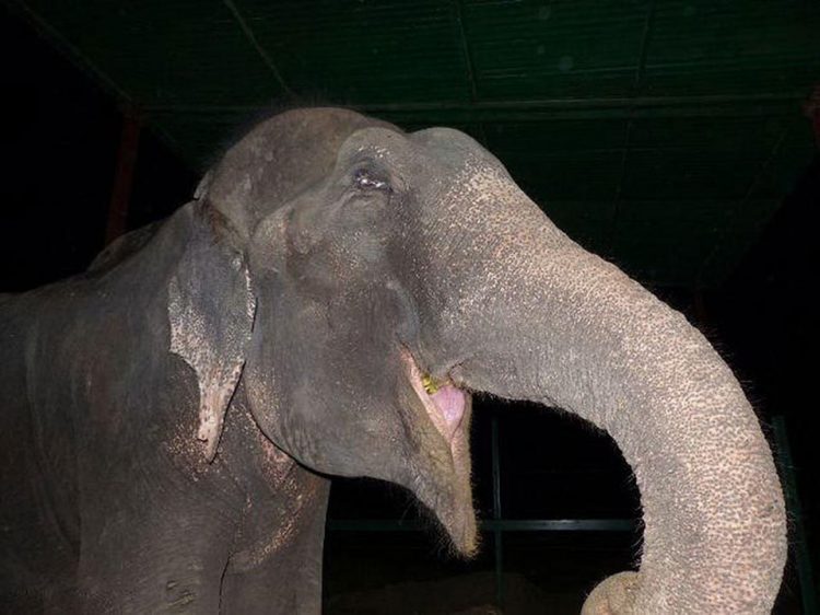 The Elephant Regained His Freedom After fifty years Of Suffering