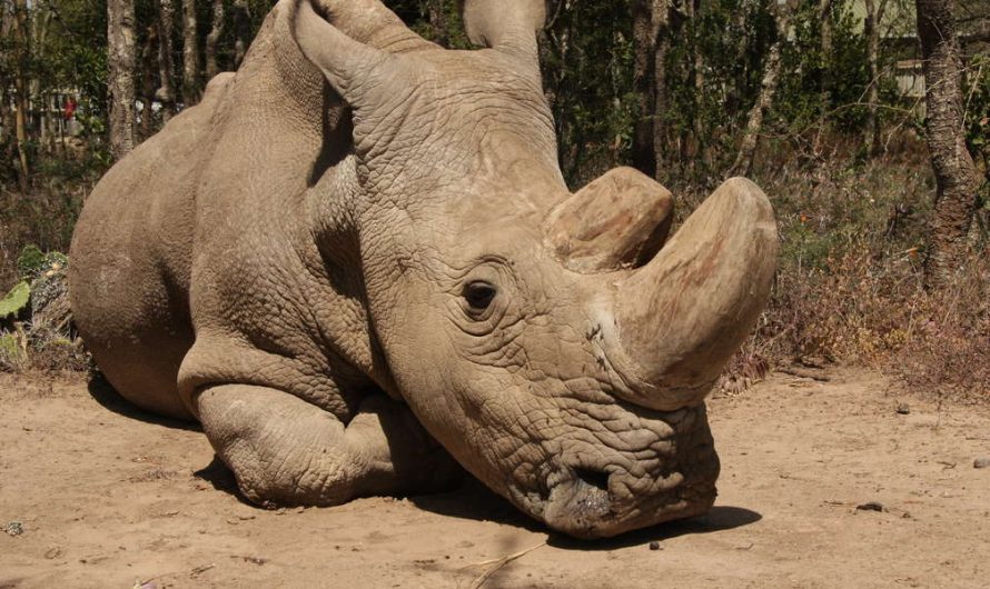 The Last Male Northern White Rhinocerous In The World Passed Away