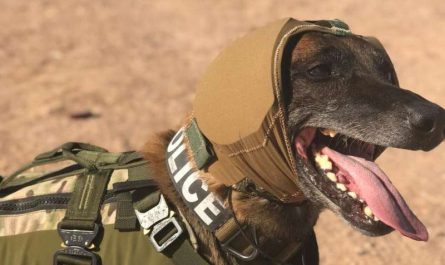 The United State Army Is Establishing Much Better Hearing Protection for Its Dogs