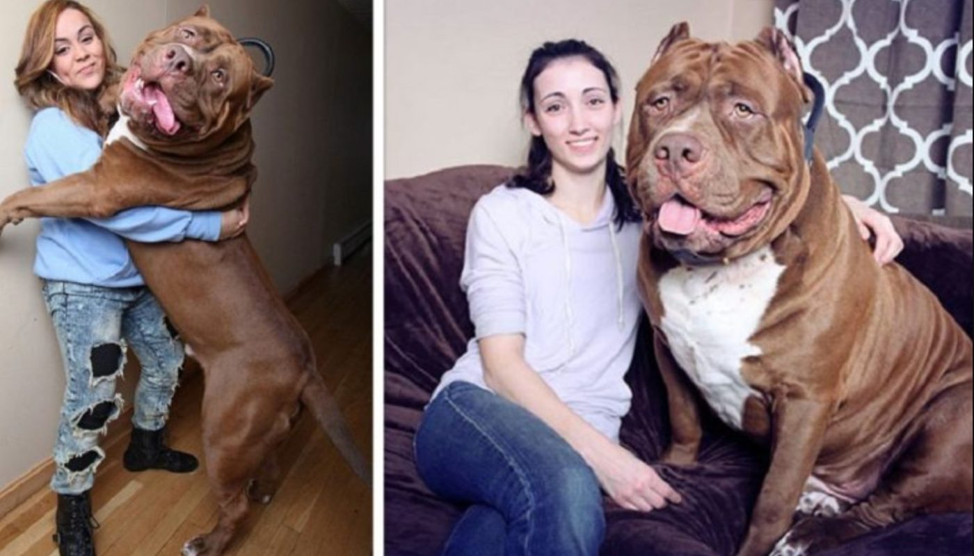 The World's Biggest Pit Bull in the world Meet Hulk, And He Still Continues To Grow