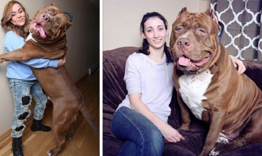 The World’s Biggest Pit Bull in the world Meet Hulk, And He Still Continues To Grow