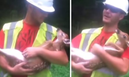 The heartfelt time a baby deer loved his rescuer, and refuses to leave his side!