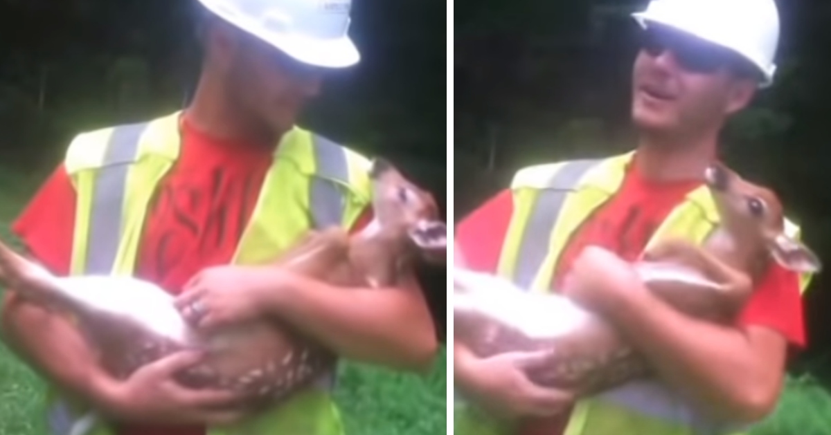 The heartfelt time a baby deer loved his rescuer, and refuses to leave his side!