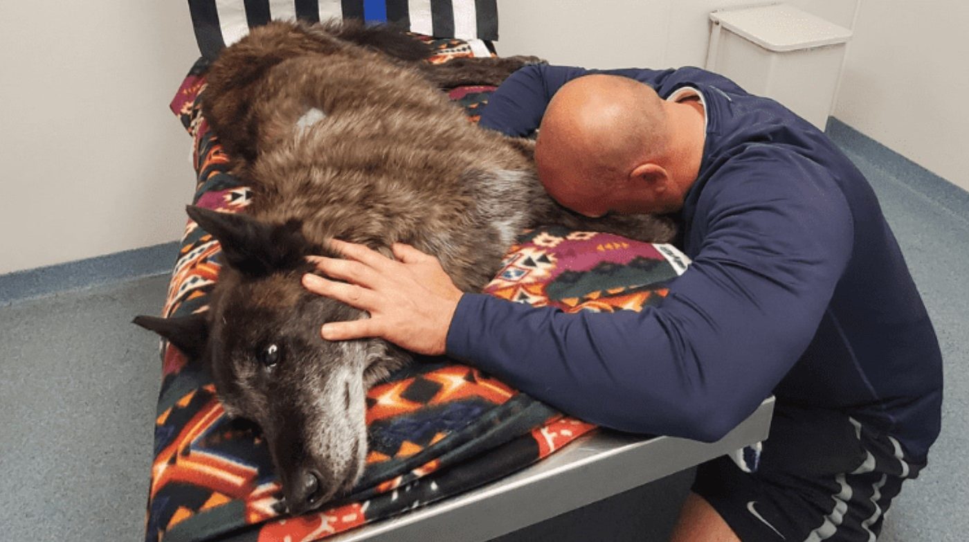 The police officer is devastated following the loss of his k9 partner and his best friend