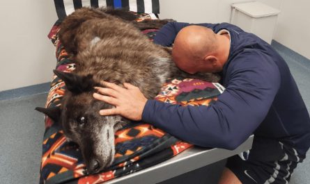 The police officer is devastated following the loss of his k9 partner and his best friend