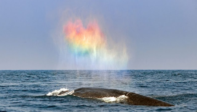 The time a blue whale blowing a rainbow heart