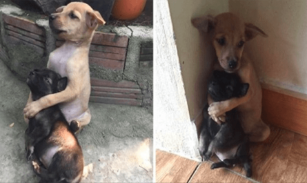 These 2 stray Puppies were just saved, and they reject to stop hugging each other!