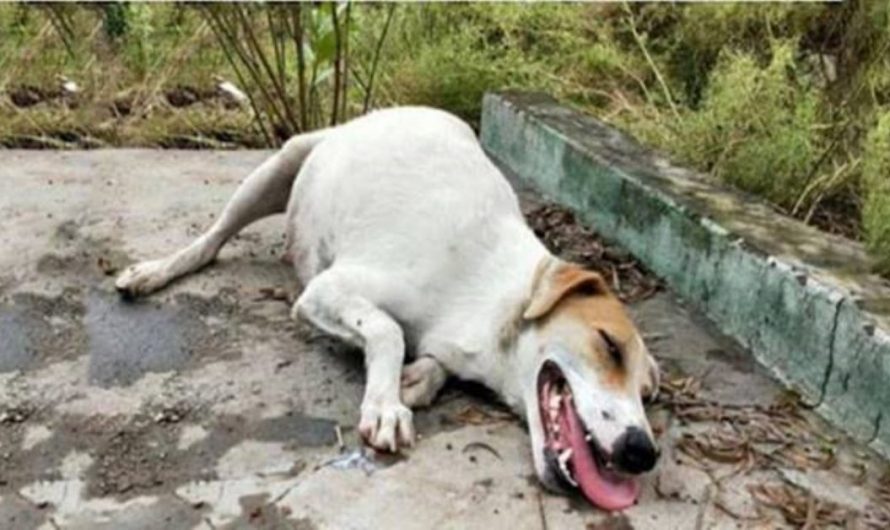 They Saving The Pregnant Dog That Was Resting In The Middle Of The Street Left To Suffer