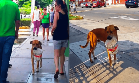 Thirsty Stray Dog Grabs And Empty Bucket And Begs For People For Water