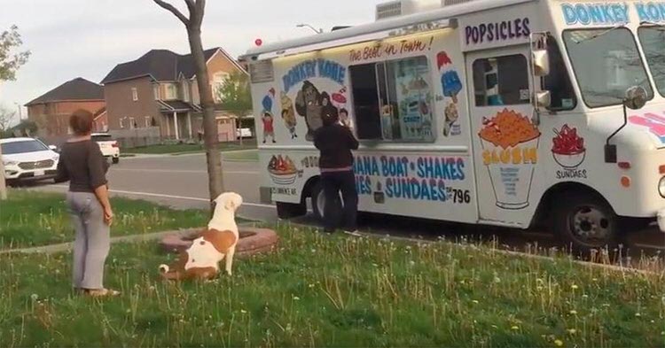 This Adorable Pit Bull Waited In Line To Get Ice Cream Just Like Everyone Else