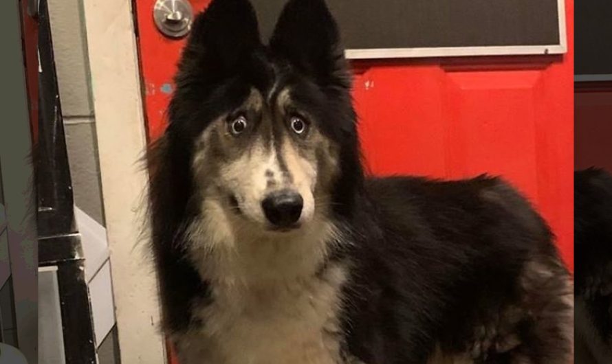 This Husky Who Was Rejected By A Dog breeder Because Of Her Funny Looks Is Currently Going Viral