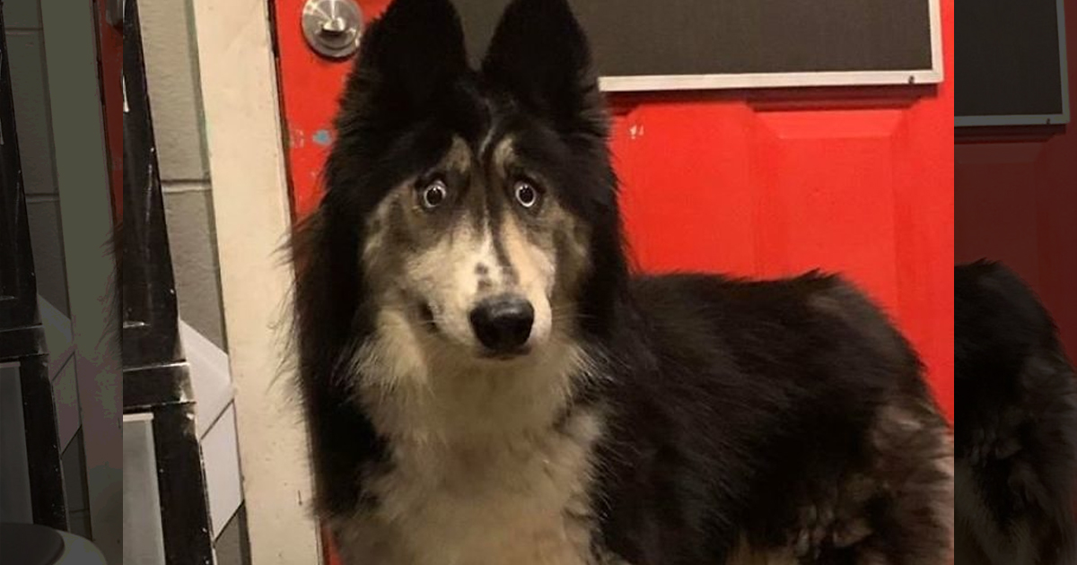 This Husky Who Was Rejected By A Dog breeder Because Of Her Funny Looks Is Currently Going Viral