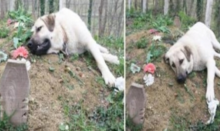 This heartbroken dog escaped from home everyday to visit his dead owner's greave