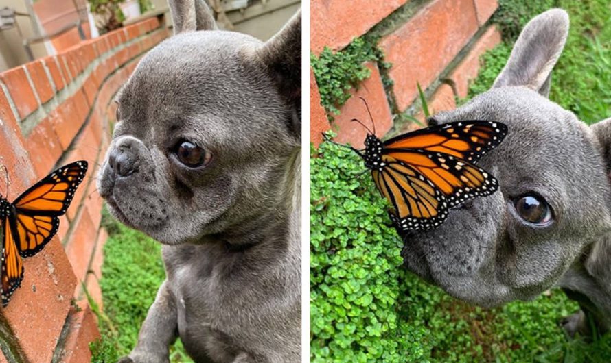 This little Dog befriended a Butterfly – the world was perfect!