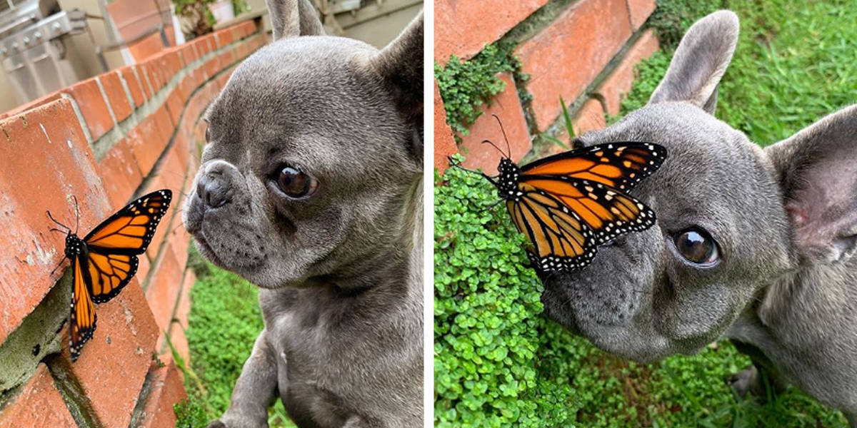 This little Dog befriended a Butterfly - the world was perfect!