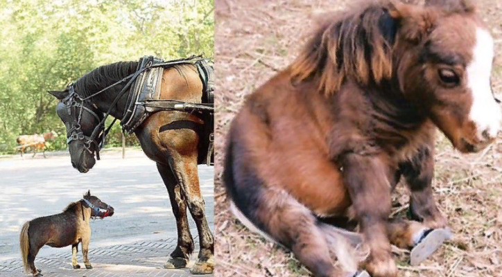 This little horse was not expected to survive, and right now he assists many kids around the world