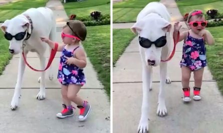 Toddler Insists On Holding The Leash When Taking Her Deaf-Blind Dog For A Walk