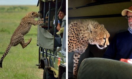 Tourist comes direct with wild cheetah as he climbs up into safari vehicle